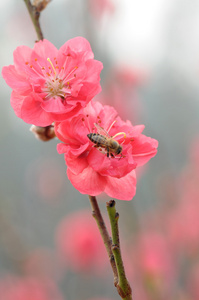 软树枝上粉红的桃花开
