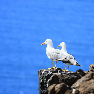 站在一起的两个海鸥