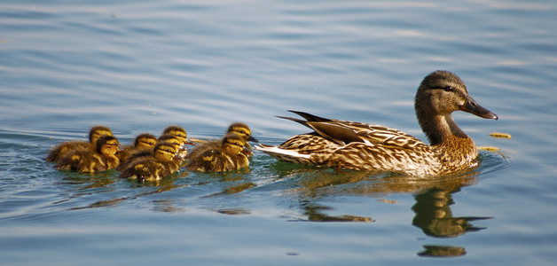 家庭的野生 ducks1