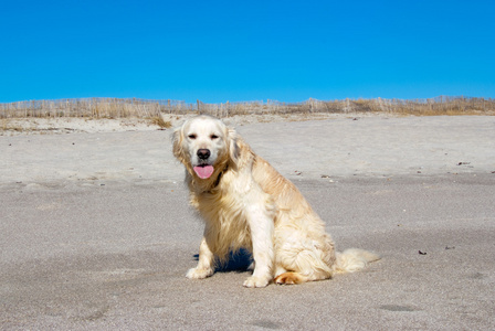 在海滩上的金毛猎犬