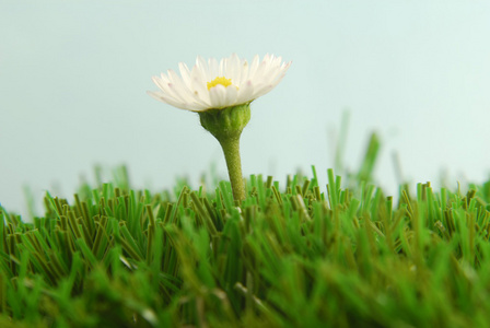 在草丛中的雏菊