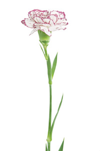 白色和粉红色的绽放香石竹花