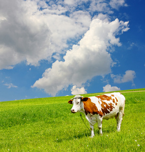 母牛与生态环境