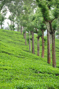 茶叶园南印度