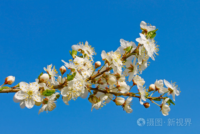 樱桃开花枝