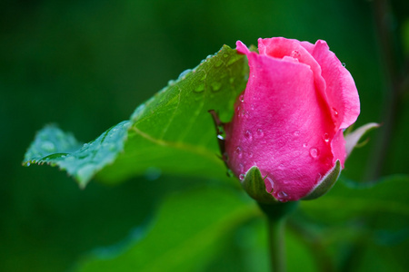 一个小粉红玫瑰
