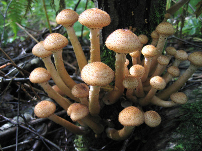 亲爱的蘑菇生长在树