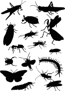 十六个黑色昆虫