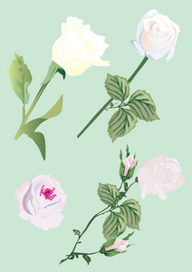 四白玫瑰图
