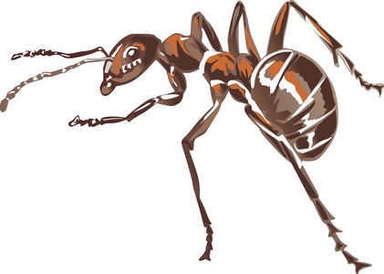 单棕色蚂蚁图片