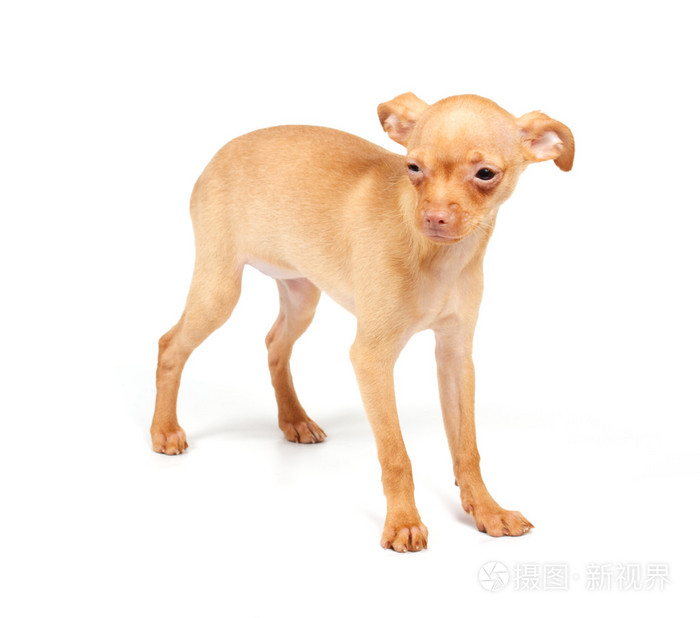 搞笑小狗吉娃娃姿势