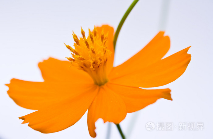 橙色波斯菊花卉