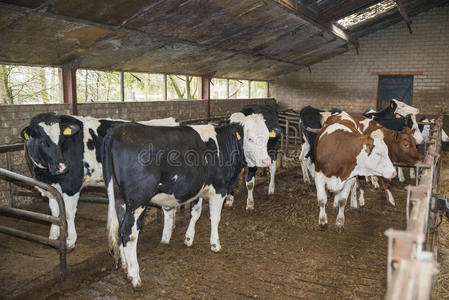 农场马厩里的奶牛