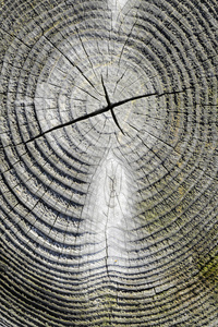 横截面开裂的松树树干图片