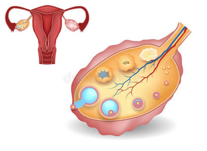 解剖 毛囊 照顾 输卵管 卵巢 妇科学 细胞 健康 子宫颈