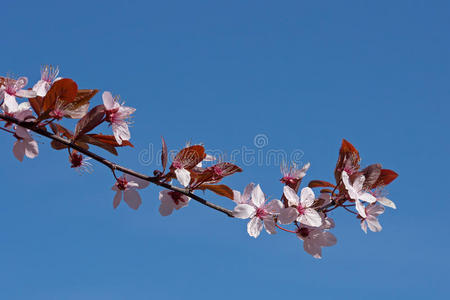 蓝天映衬下的樱桃树