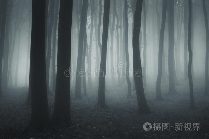 奇树怪雾雾对称的超现实森林夜间有雾的幽暗恐怖的森林穿过雾蒙蒙的