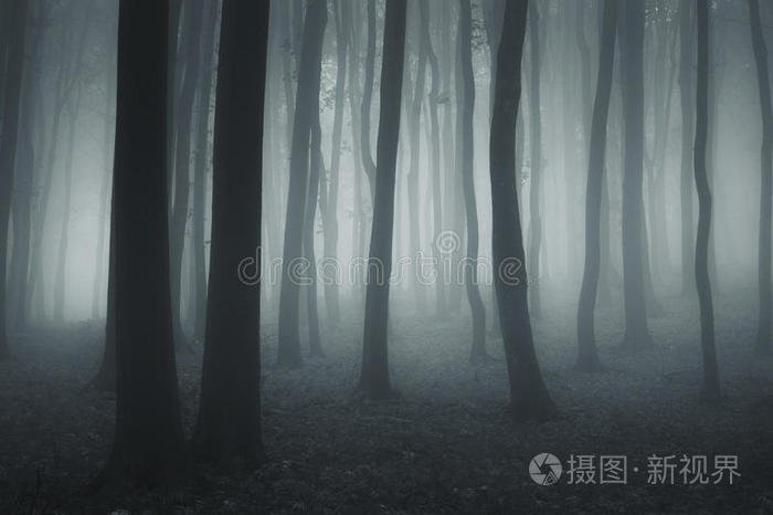 夜晚雾蒙蒙的幽暗森林