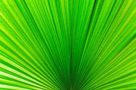 明亮的绿色棕榈叶的线