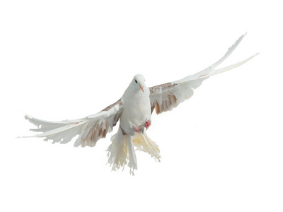 鸽子孔雀养殖的会飞的鸟