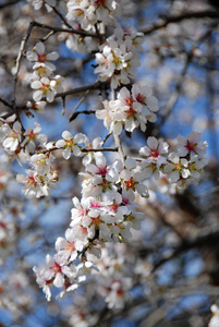 李子树开花