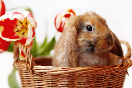 可爱的小兔子般的郁金香