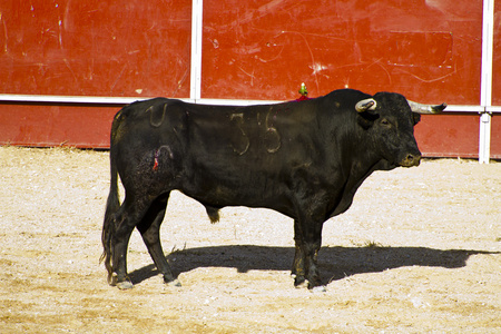 西班牙公牛。斗牛