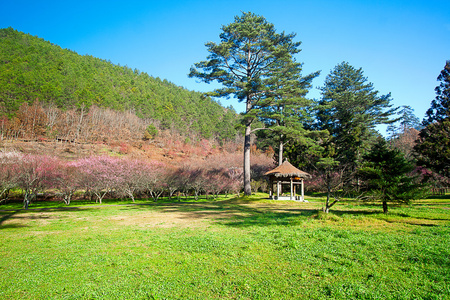 梅花盛开树分支深散景