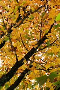 美丽的秋天树分支