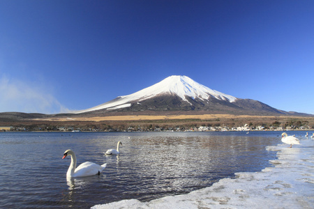 富士山和天鹅