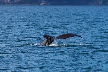 阿拉斯加鲸鱼尾巴图片