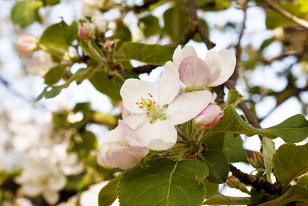 春天里的一棵苹果树花