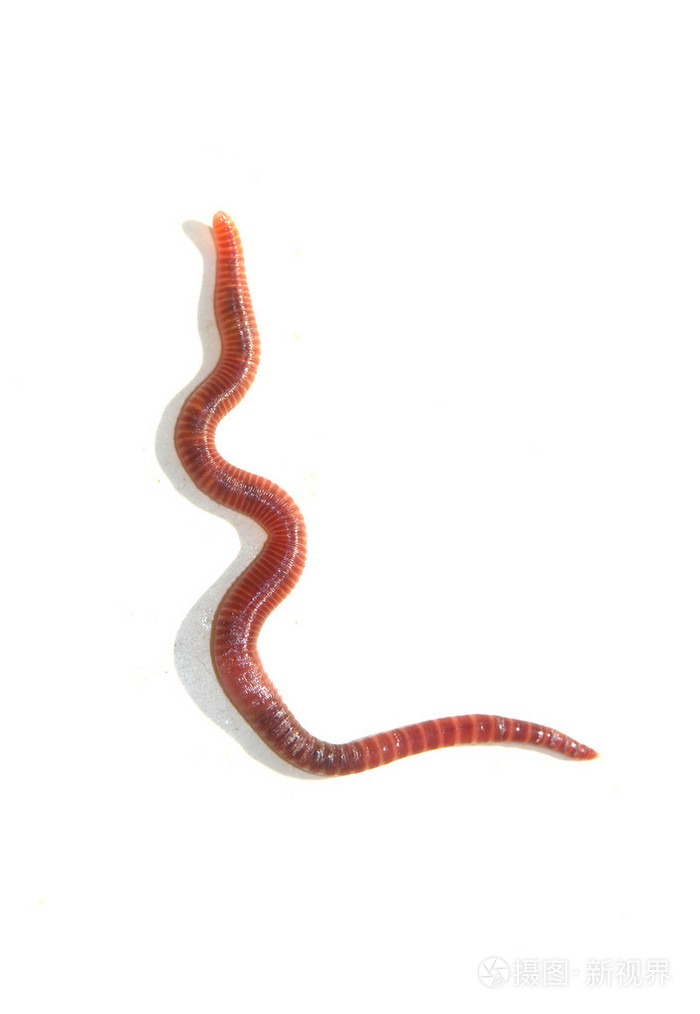 蠕虫
