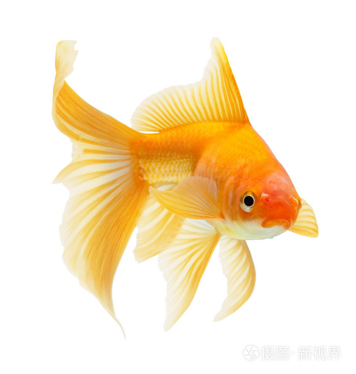 黄金鱼