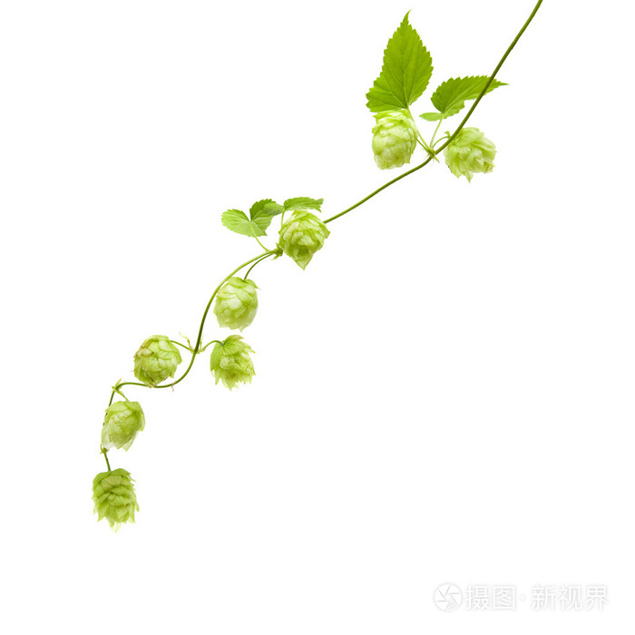 蛇麻草 (啤酒花) 分支上的白色背景; 孤立一个