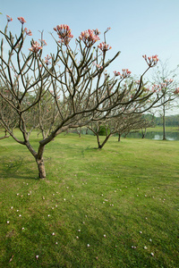 梅香树与绿草