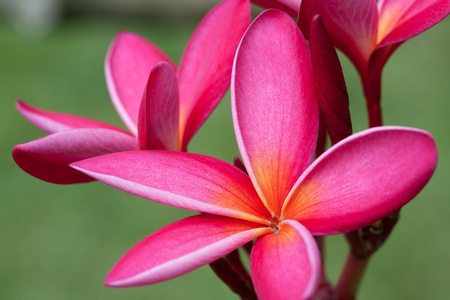 梅香鲜花