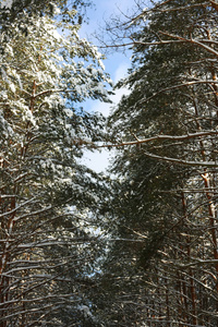 风景与冬天松树