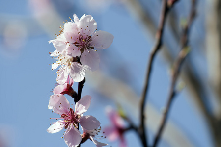 桃花开