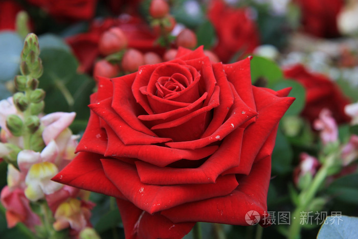 一朵红玫瑰