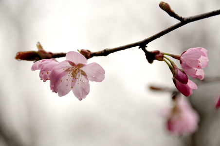 樱花树花图片