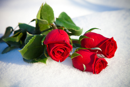 在雪上的红玫瑰