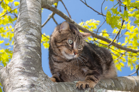一棵树上吓猫鲈鱼