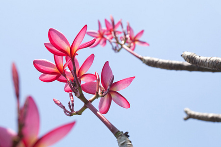 梅香鲜花与蓝蓝的天空