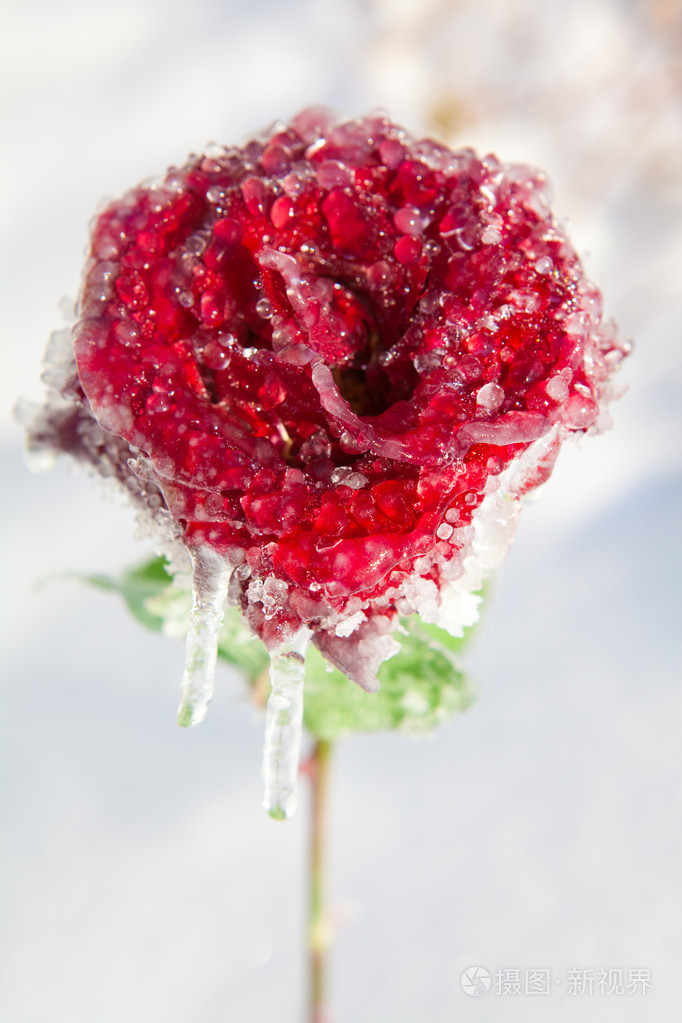 在冰中的红玫瑰