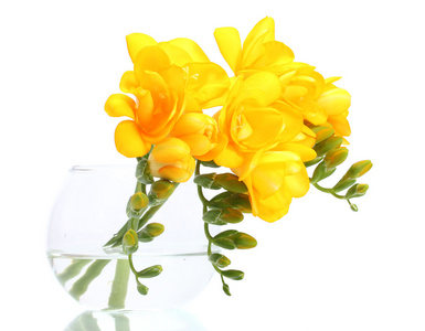 孤立在白色的花瓶里的美丽黄色 freesias