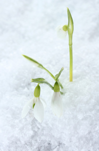 在雪中的美丽五彩缤纷关门