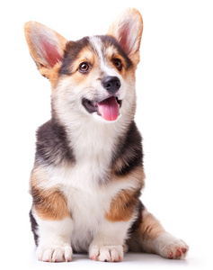 柯基犬图片彭布罗克彭布罗克威尔士柯基犬图片小狗狗的品种威尔士柯基