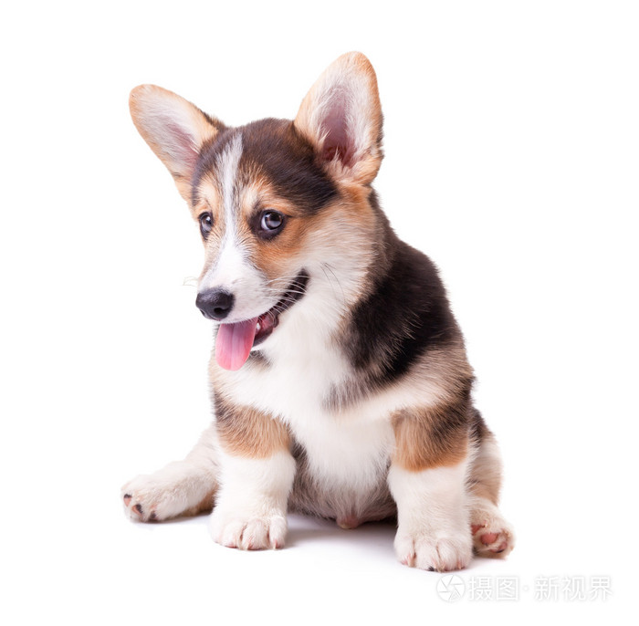 彭布罗克养殖威尔士柯基犬图片狗