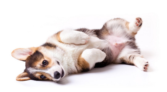 彭布罗克养殖,威尔士柯基犬图片狗照片